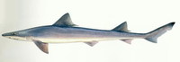 Mustelus griseus, Spotless smooth-hound: fisheries