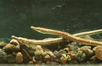Microphis retzii, Ragged-tail pipefish: