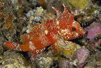 Paracentropogon longispinis, Wispy waspfish: aquarium