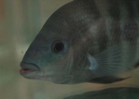 Amphilophus zaliosus, Arrow cichlid: aquarium