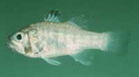 Apogon timorensis, Timor cardinalfish: