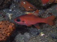 Apogon robinsi, Roughlip cardinalfish: