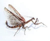 Popa spurca
