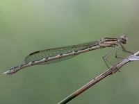 Sympecma fusca