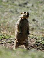 Image of: Marmota himalayana (Himalayan marmot)