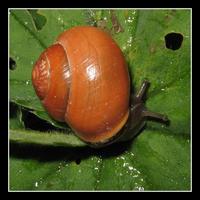 Cepaea nemoralis - Brown Lipped Snail