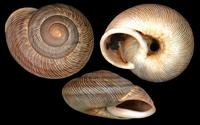 Hemicycla planorbella