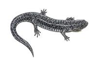Image of: Ambystoma cingulatum (flatwoods salamander)