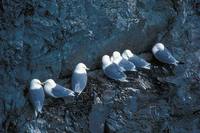 Rissa tridactyla - Black-legged Kittiwake