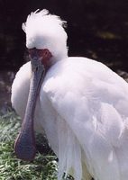 Platalea alba - African Spoonbill