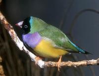 Chloebia gouldiae - Gouldian Finch