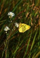 Image of: Colias philodice (clouded sulphur)