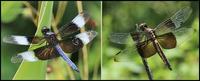 Image of: Libellula luctuosa