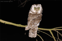 Aegolius funereus - Tengmalm's Owl