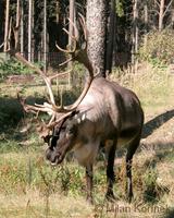 Rangifer tarandus f. domestica - Domestic Caribou