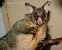 Trichosurus vulpecula - Common Brush-tailed Possum