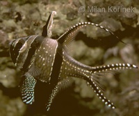 Pterapogon kauderni - Banggai Cardinal Fish