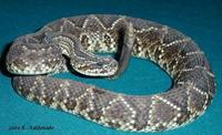 Image of: Crotalus durissus (neotropical rattlesnake)