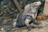 Cyclura nubila - Cuban Ground Iguana