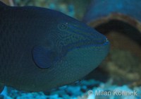 Odonus niger - Black Triggerfish