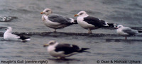 Heuglin's Gull - Larus heuglini