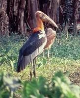 Greater Adjutant - Leptoptilos dubius