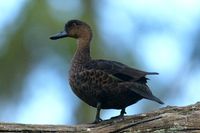 Chestnut Teal