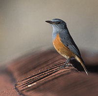 Benson's Rock-Thrush (Pseudocossyphus bensoni) photo