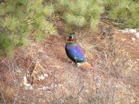 Himalayan Monal - Lophophorus impejanus