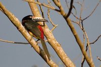 Collared Aracari - Pteroglossus torquatus