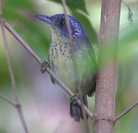 Spot-breasted Antvireo - Dysithamnus stictothorax