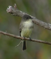 Eastern Phoebe - Sayornis phoebe