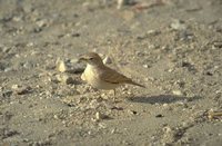 Bar-tailed Lark - Ammomanes cincturus