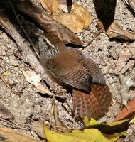 Sinaloa Wren - Thryothorus sinaloa