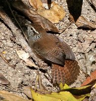 Sinaloa Wren - Thryothorus sinaloa