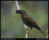 Gray-winged Blackbird - Turdus boulboul