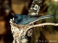 Leaden Flycatcher - Myiagra rubecula