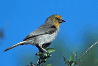 Verdin - Auriparus flaviceps