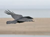 Common Raven - Corvus corax