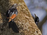 Slender-billed Starling - Onychognathus tenuirostris