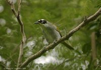 Black-crowned Palm-Tanager - Phaenicophilus palmarum