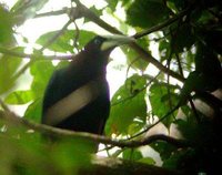 Chestnut-headed Oropendola - Psarocolius wagleri