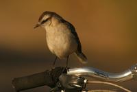 *NEW* Chalk-browed Mockingbird - on my bicycle!