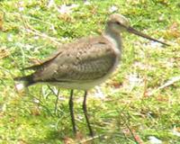 Limosa haemastica