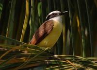 Great Kiskadee  