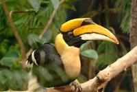 Great Indian Hornbill (male)