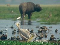 African Buffalo (Kafferbuffel) - Syncerus caffer