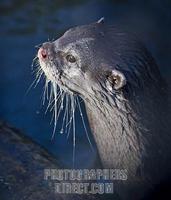Short Clawed Otter , Marwell Zoo , Hampshire , England stock photo