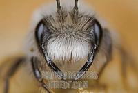 Grey Mining Bee ( Andrena vaga ) , wild bee stock photo