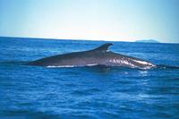 Fin Whale